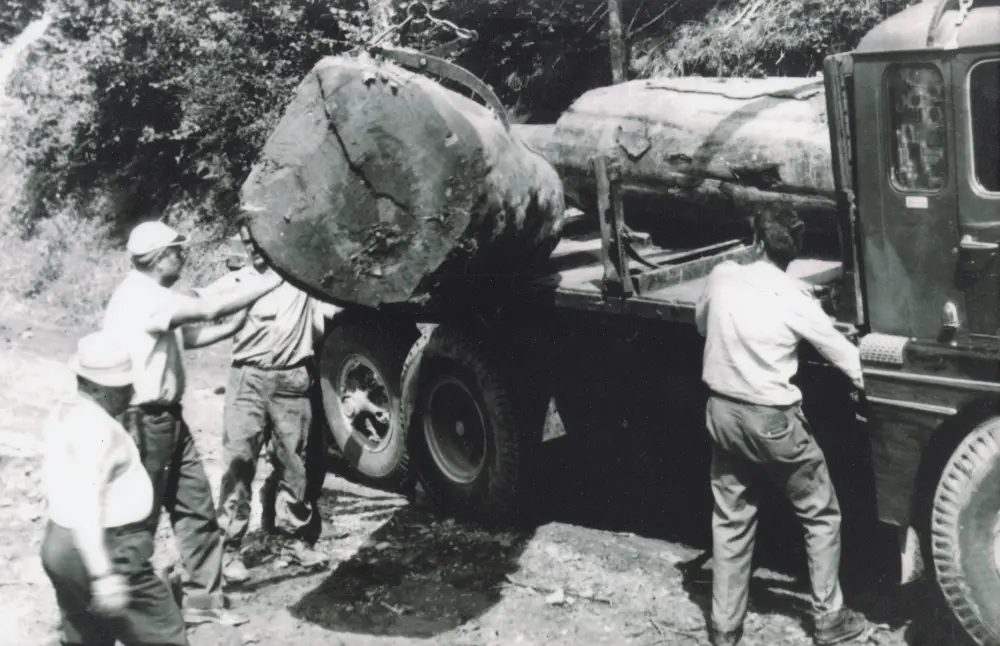 vidoni boschiva storia | Storia